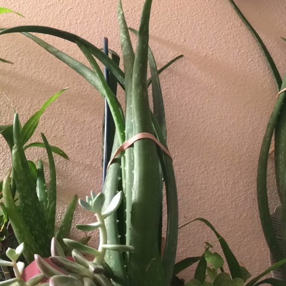 Aloe Vera - Picture 3 of 4